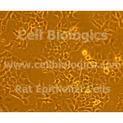 Rat Primary Dermal Epidermal Keratinocytes